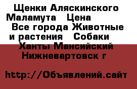 Щенки Аляскинского Маламута › Цена ­ 10 000 - Все города Животные и растения » Собаки   . Ханты-Мансийский,Нижневартовск г.